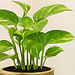Money Plant in a Green Pot