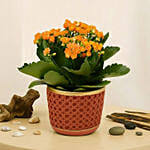 Orange Kalanchoe Plant in Brown Vase