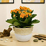 Orange Kalanchoe Plant in Ceramic Vase