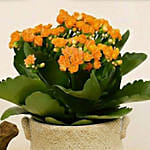 Orange Kalanchoe Plant in Ceramic Vase