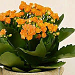 Orange Kalanchoe Plant in Ceramic Vase