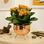 Orange Kalanchoe Plant in Golden Pot