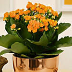 Orange Kalanchoe Plant in Golden Pot