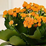 Orange Kalanchoe Plant in Golden Pot