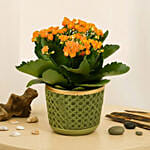 Orange Kalanchoe Plant in Green Vase