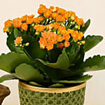 Orange Kalanchoe Plant in Green Vase
