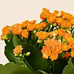 Orange Kalanchoe Plant in Green Vase
