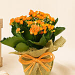 Orange Kalanchoe Plant in Jute Wrapping