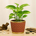 Money Plant in a Bown Pot