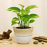 Money Plant in a Ceramic Pot