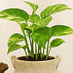 Money Plant in a Ceramic Pot