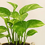 Money Plant in a Ceramic Pot