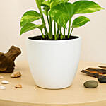 Money Plant in a Designer Pot