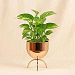 Money Plant in a Golden Pot
