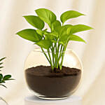 Bonsai Plant and Money Plant in Glass Bowl