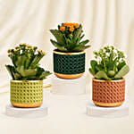 Orange, Pink and White Kalanchoe in Glass Vases