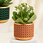 Orange, Pink and White Kalanchoe in Glass Vases