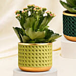 Orange, Pink and White Kalanchoe in Glass Vases