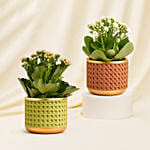 Pink and White Kalanchoe Vase Arrangement