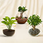 Bonsai, Jade and Money Plant in Glass Bowl