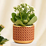 Pink and White Kalanchoe Vase Arrangement