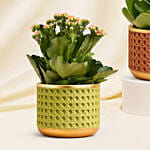 Pink and White Kalanchoe Vase Arrangement