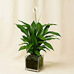 Amazing Peace Lily Plant in Glass Vase