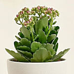 Orange Kalanchoe in Designer Vase