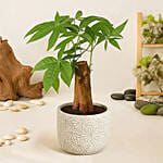 Pachira Good Luck Tree