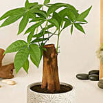 Pachira Good Luck Tree