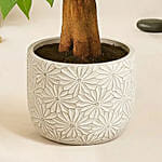 Pachira Good Luck Tree