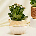 Pink and White Kalanchoe Plants in Vases