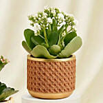 Pink and White Kalanchoe Plants in Vases