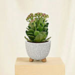 Pink Kalanchoe in Designer Pot