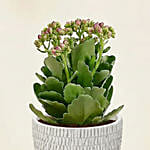 Pink Kalanchoe in Designer Pot