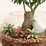 Bonsai Pot Paradise