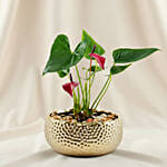 Premium Red Anthurium Gold Vase Planter