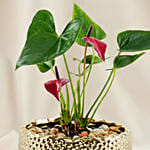 Premium Red Anthurium Gold Vase Planter