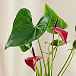 Premium Red Anthurium Gold Vase Planter