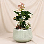 Timeless Pink Anthurium Garden