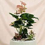Timeless Pink Anthurium Garden