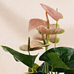 Timeless Pink Anthurium Garden