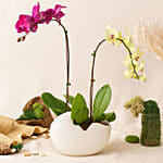 Mesmerizing Orchid Plants in Designer Base Gift