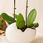 Mesmerizing Orchid Plants in Designer Base Gift