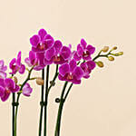Purple Orchid Plant In Vase for Valentine's