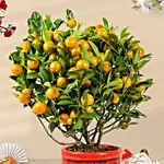 Orange Tree Pot