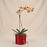 Golden Orchids in Red Decorative Box