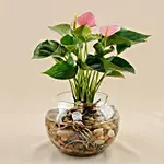 Beautiful Pink Anthurium Plant in Glass Bowl