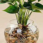 Beautiful Pink Anthurium Plant in Glass Bowl