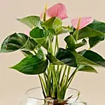 Beautiful Pink Anthurium Plant in Glass Bowl